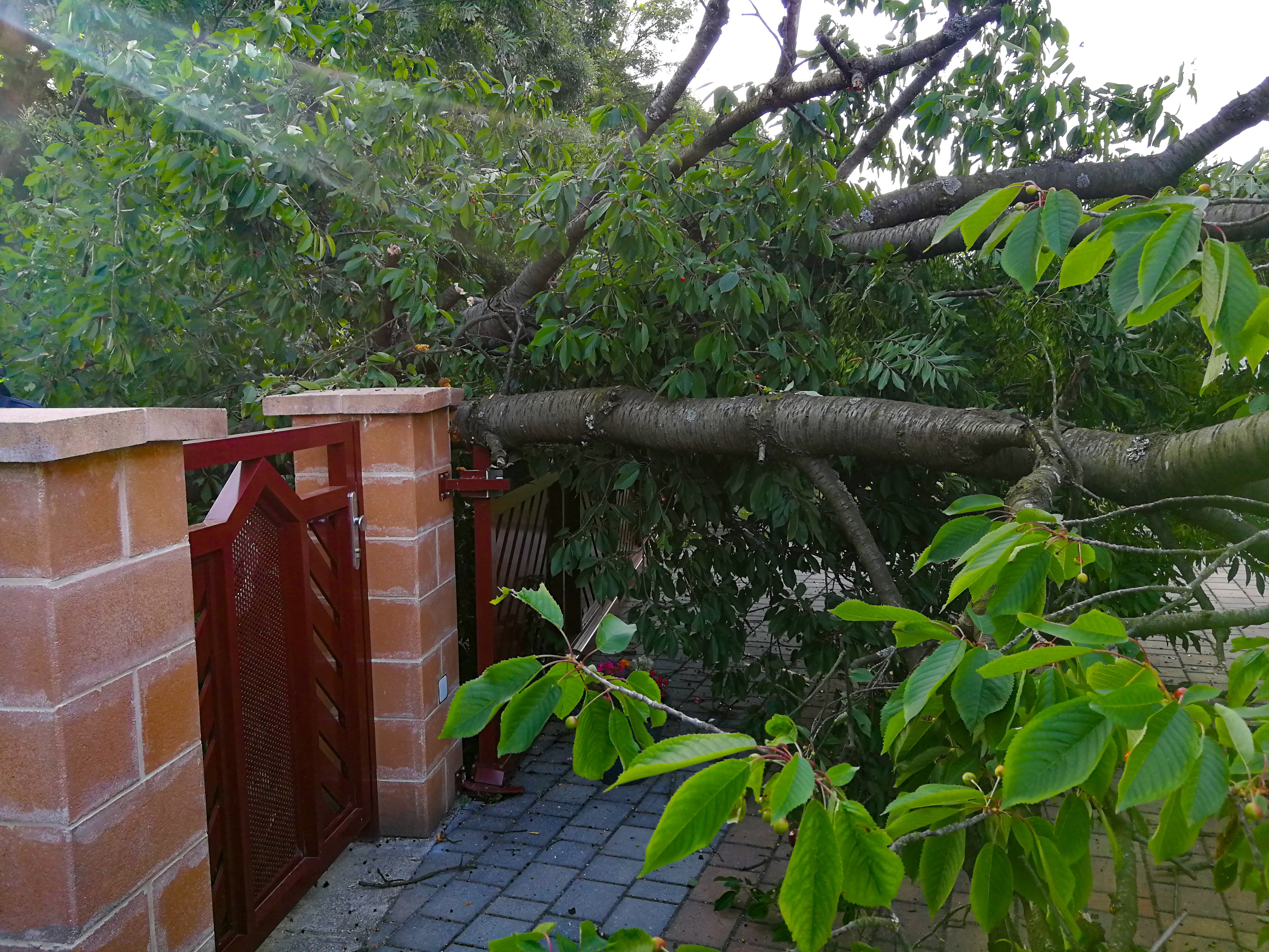 Baum über Straße