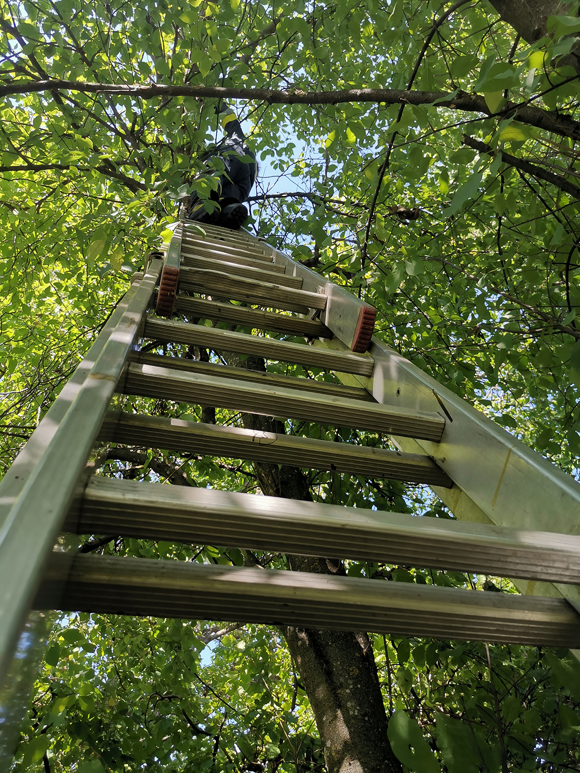 Tierrettung – Katze auf Baum